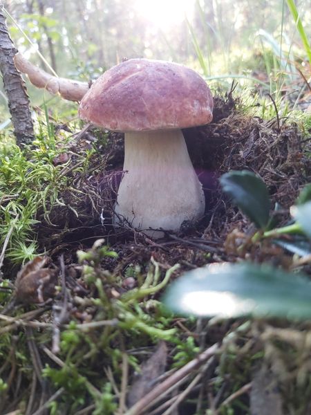 Фото «Вывозят вёдрами»: новосибирцы хвастаются богатым урожаем грибов 8